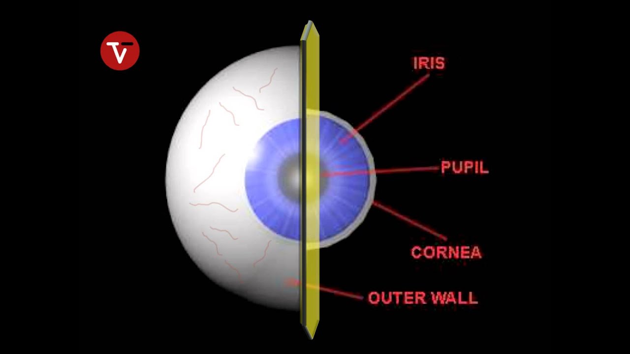Anatomy of the Eye