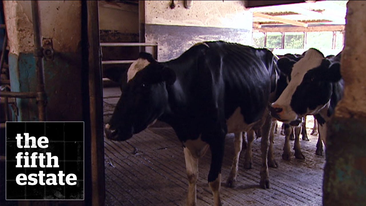 Bovine Growth Hormone : Whistleblowers Shiv Chopra & Margaret Haydon - the fifth estate