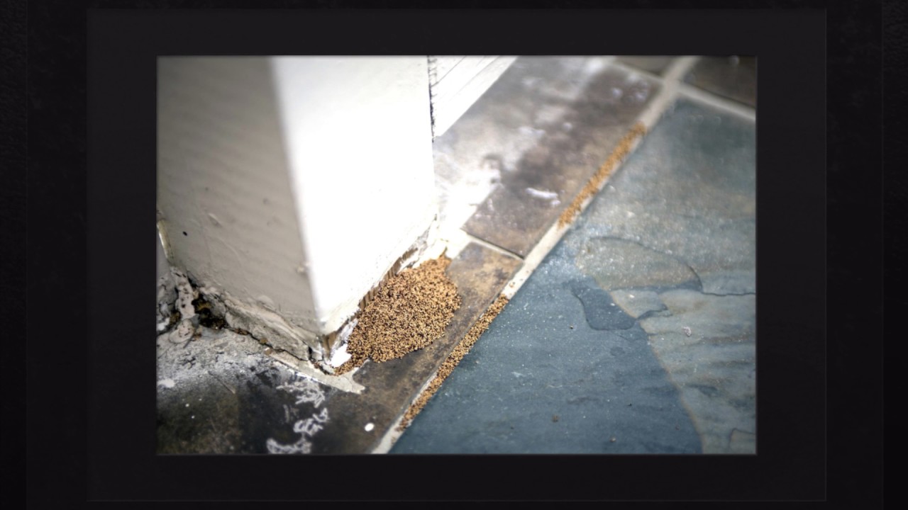 Termite Control Worcester County MA   WPC Pest and Termite Control