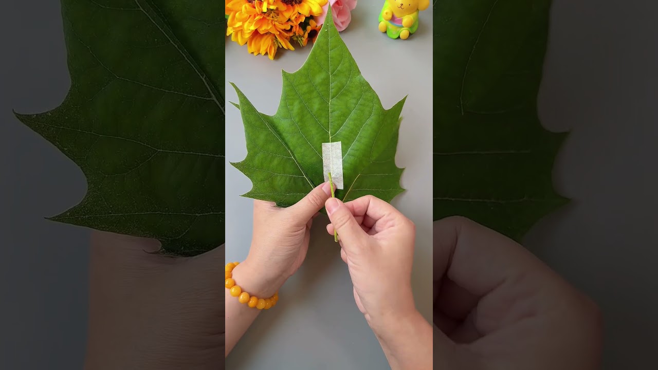 Use sycamore leaves to make a butterfly that can flap its wings.
