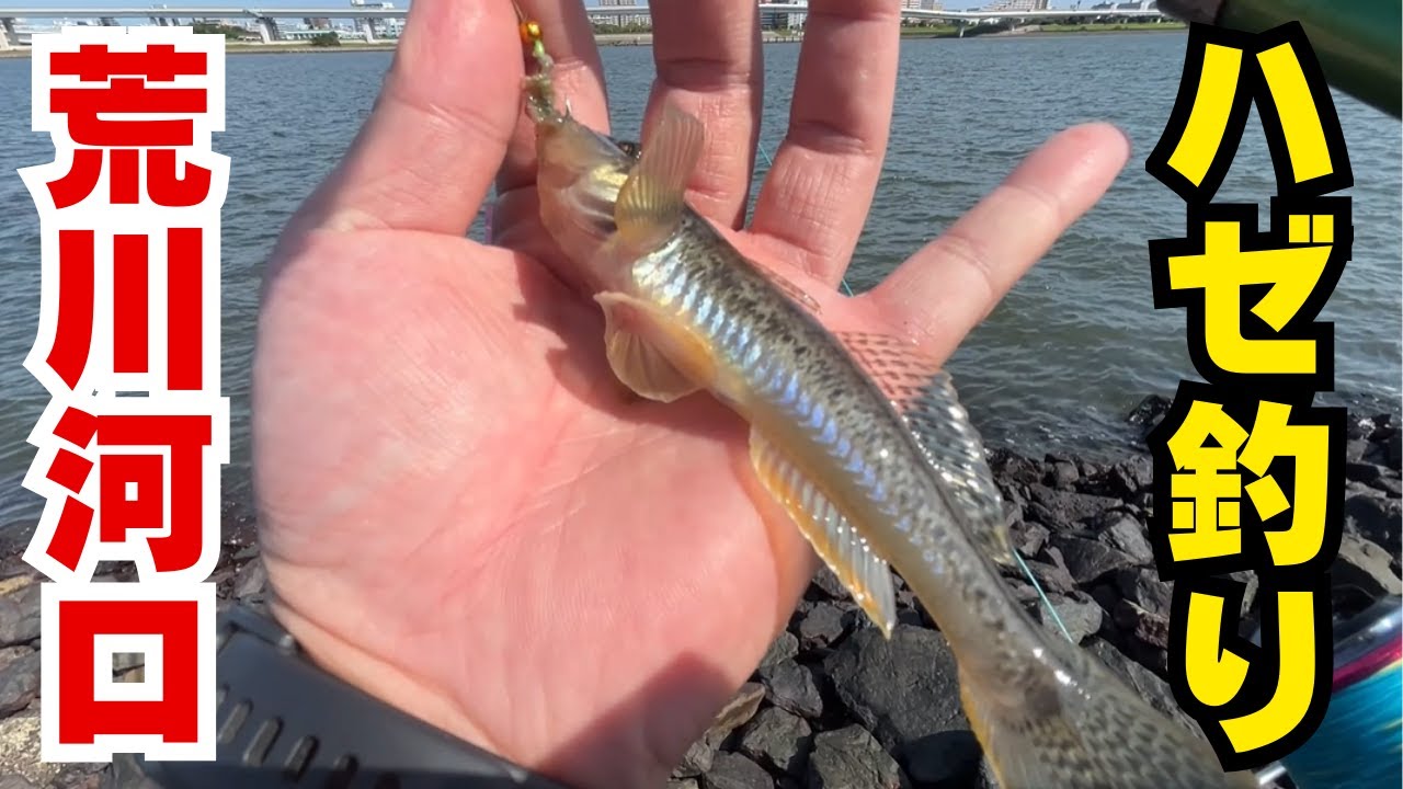 【最高にうまい】荒川河口ハゼ釣り