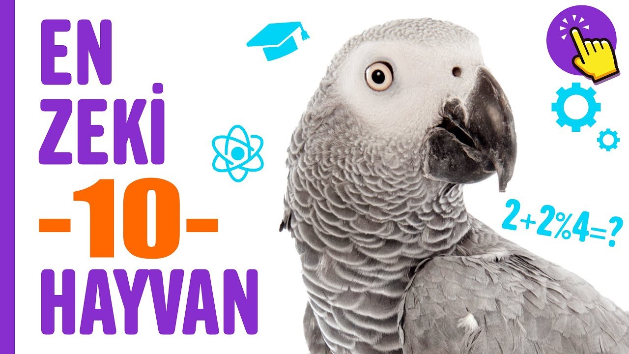 D&uuml;nyanın en zeki 10 hayvanı |&nbsp;Hayvanlar Alemi |&nbsp;İlgin&ccedil; bilgiler | Aklında olsun