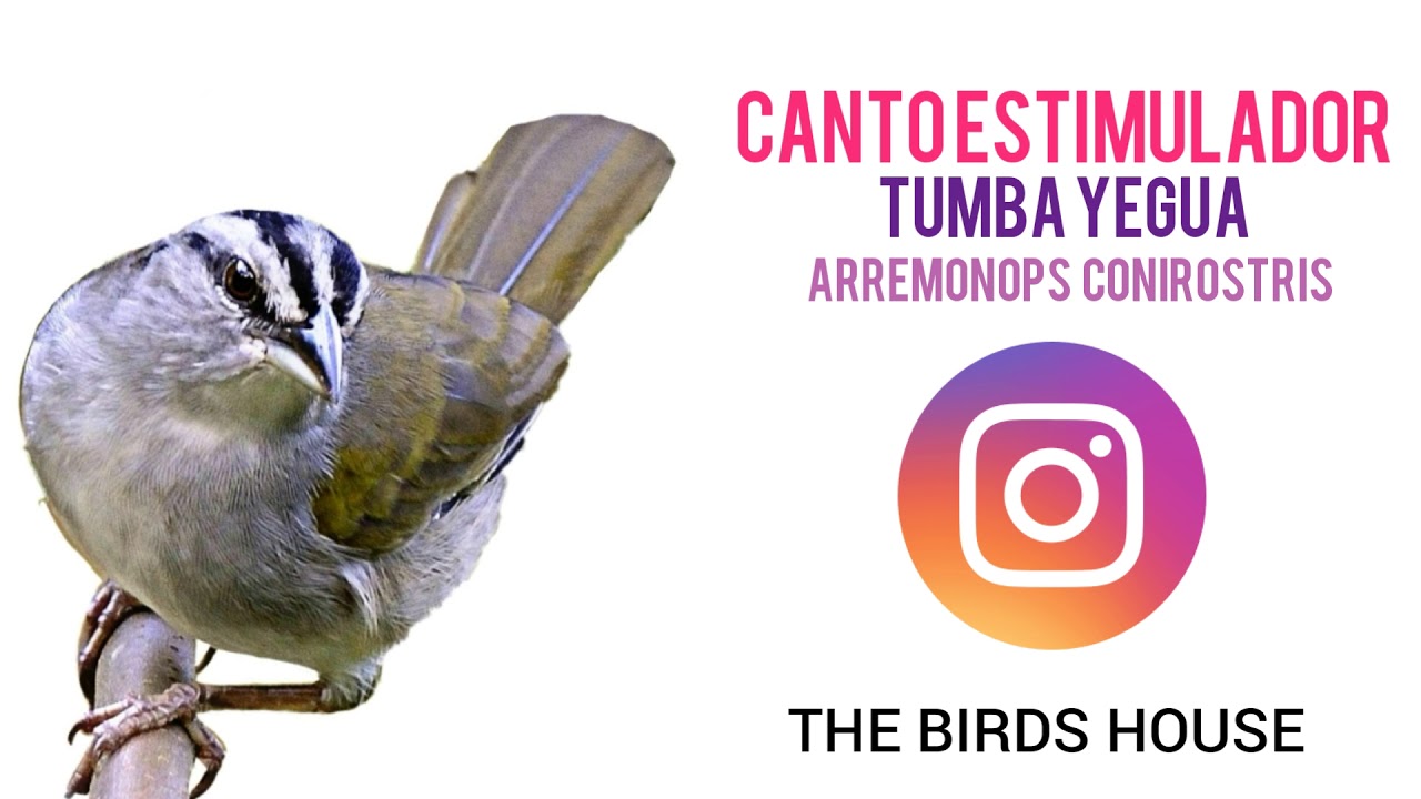 Canto estimulador del tumba yegua |Arremonops conirostris|