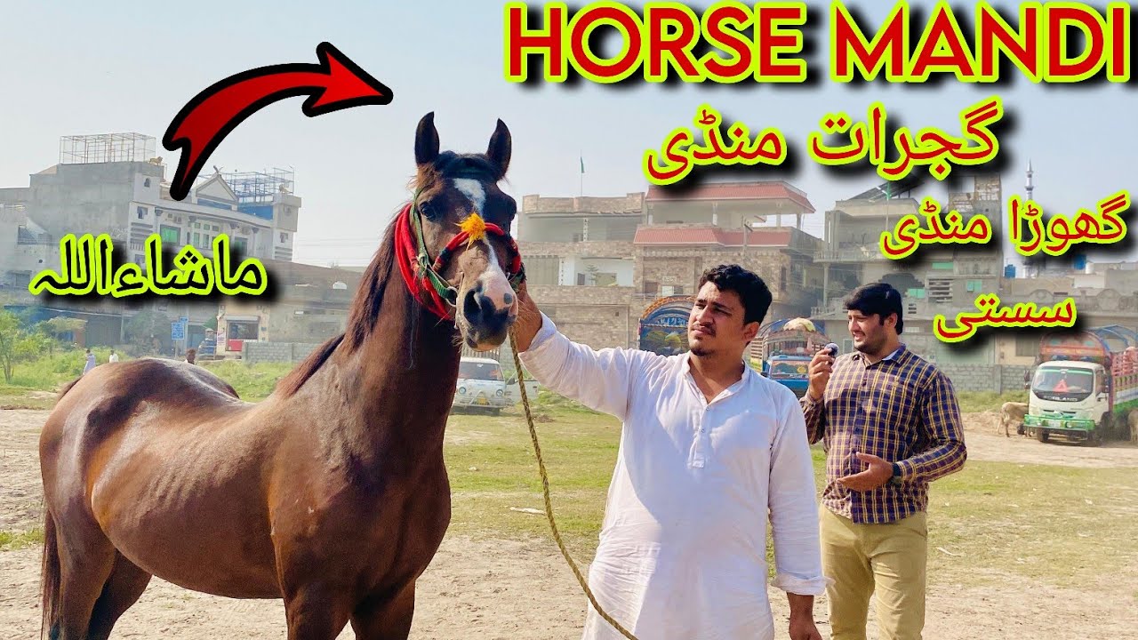Horse Mandi In Pakistan | Gujrat Big Horse Mandi | Horse Mandi In Punjab#horsemandi 