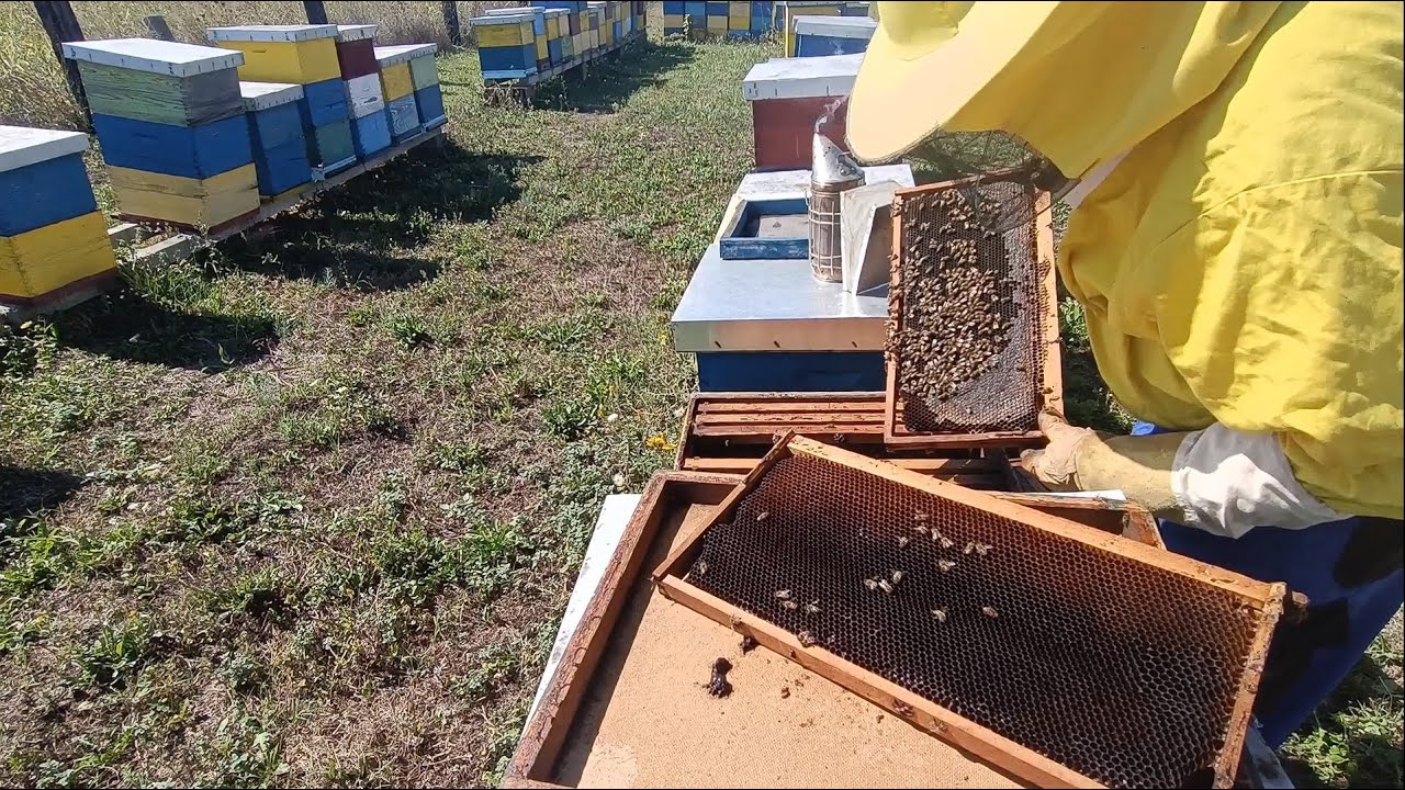 Neobjašnjivi gubitci matica ove godine