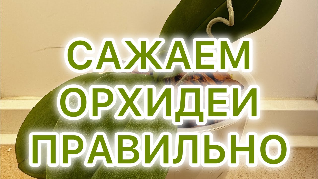 2. ПРАВИЛЬНАЯ ПОСАДКА ОРХИДЕЙ  #орхидеи #посадкаорхидей