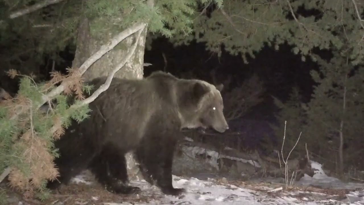 Grizzly bear and Mountain Lion family