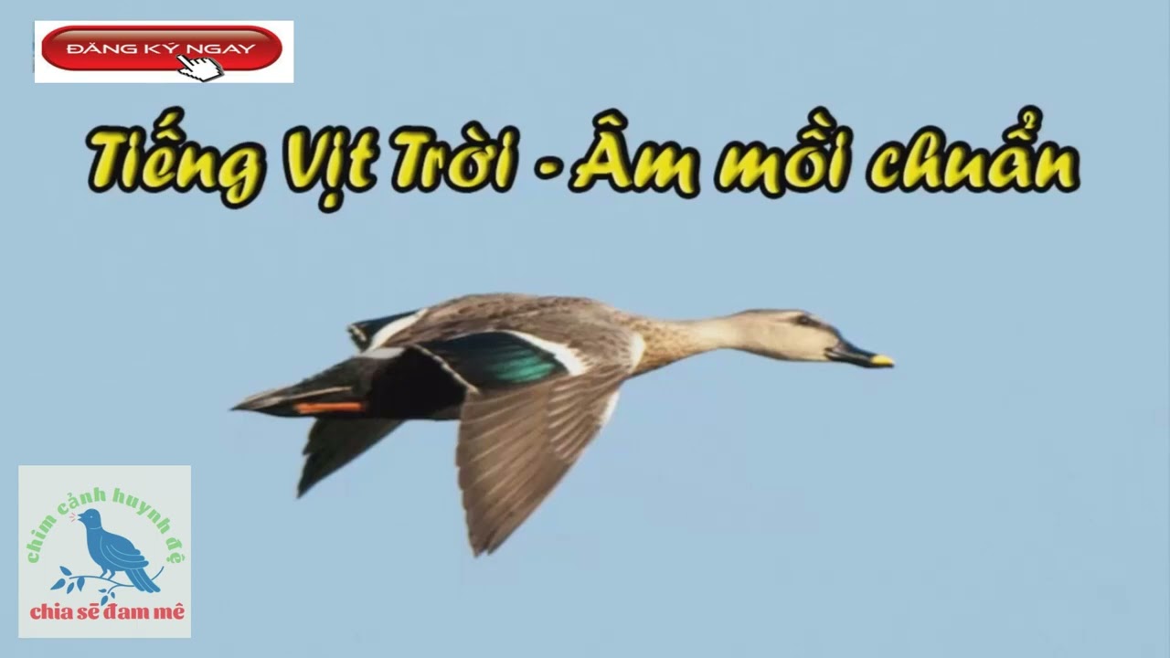 Âm Thanh Tiếng Kêu Vịt Trời cực chuẩn Spot-billed DuckAnas poecilorhyncha | Chim cảnh Huynh Đệ 2023