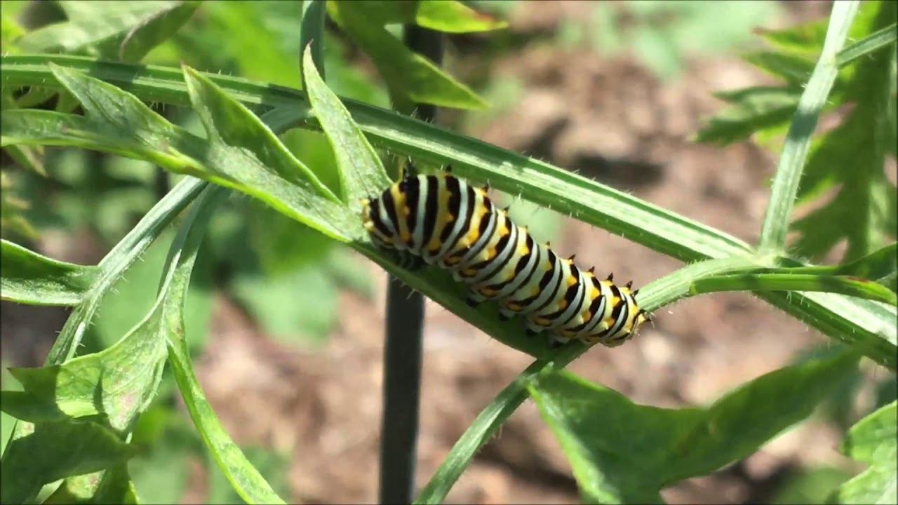 Zone 7 Garden   June update