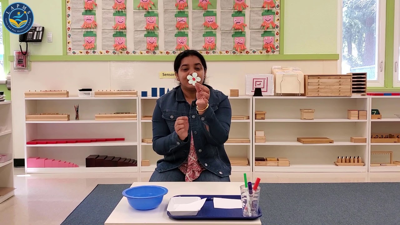 Science Experiment the Montessori Way - Flower Blooming - Learn and Play Montessori