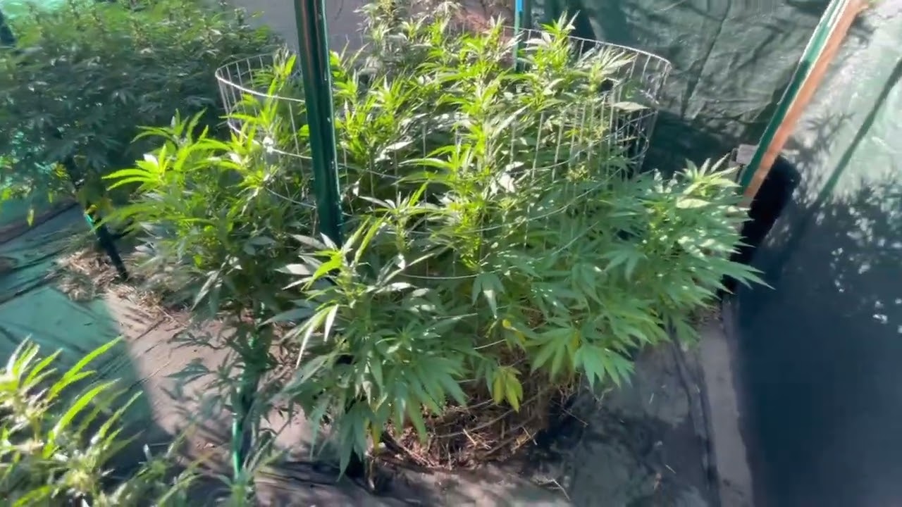 2022 outdoor weed grow