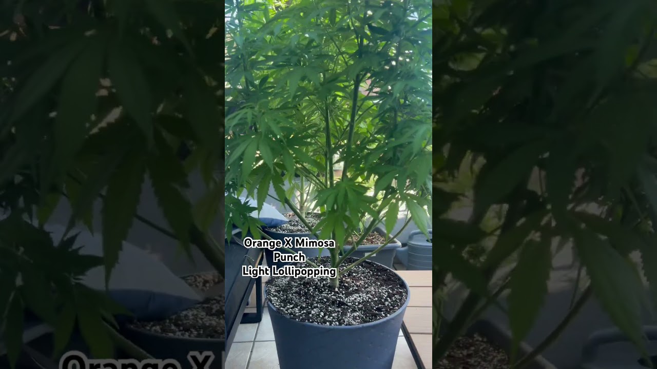 Orange X Mimosa Punch 🍑👊🏼 Light Lollipopping Before Flowering | More Coming Soon