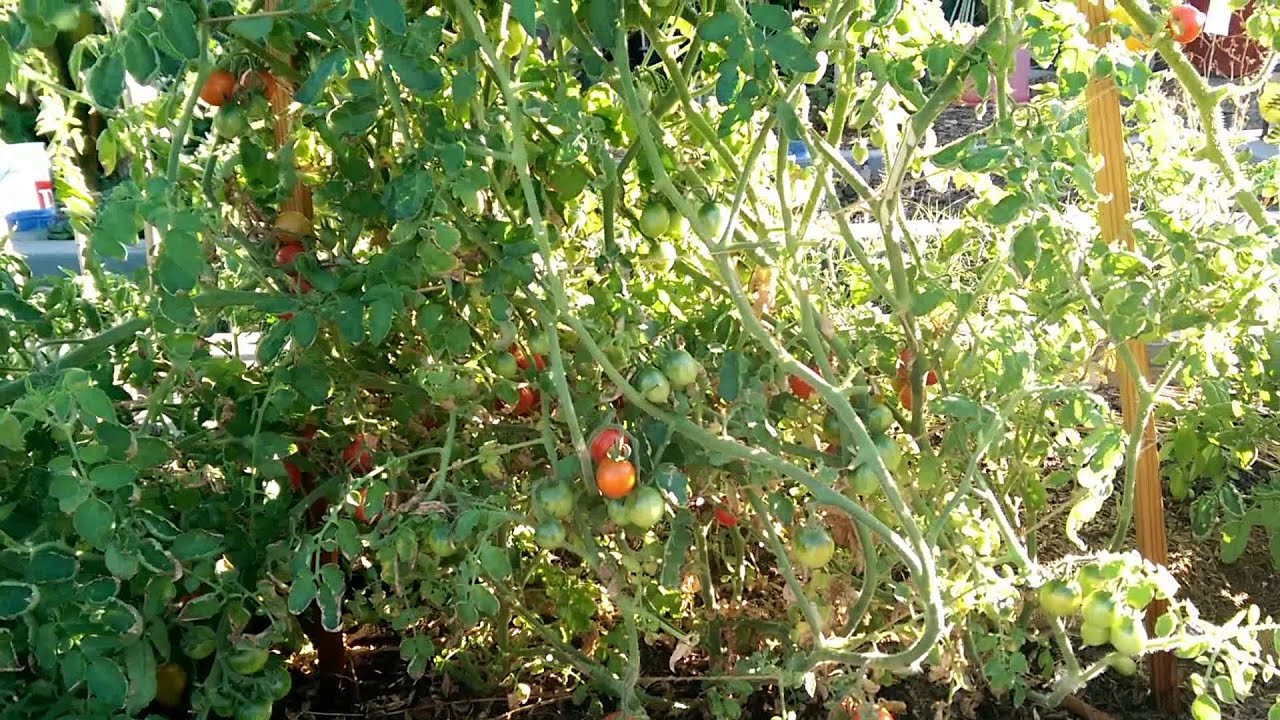 Pricipe Borghese tomato