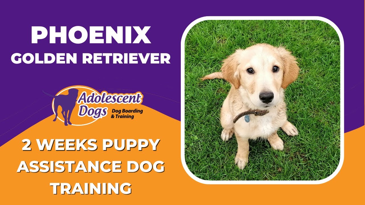 Phoenix the Golden Retriever Puppy - 2 Weeks Assistance Dog Residential Training