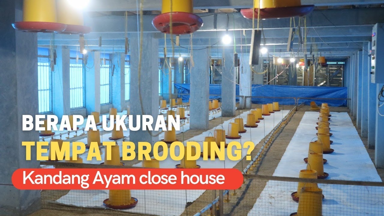 Membuat tempat Brooding ayam broiler kandang ayam close house