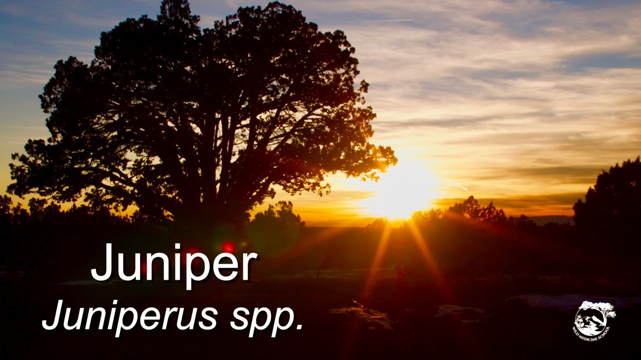 Medicinal uses of Juniper | Juniperus spp.