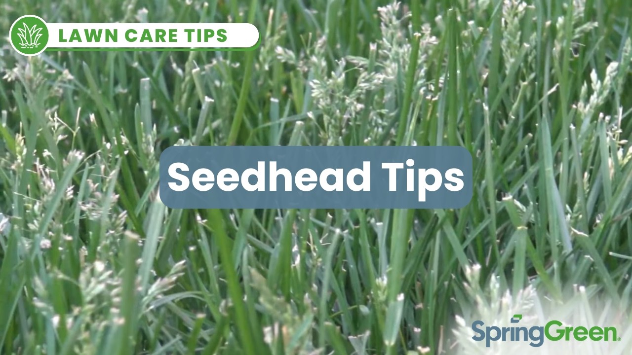 What Are Grass Seedheads? | Cool Season Lawn Tips
