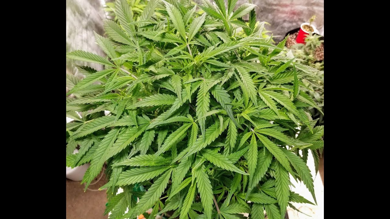 Critical Mass CBD, Mid Week Training. #ILGM