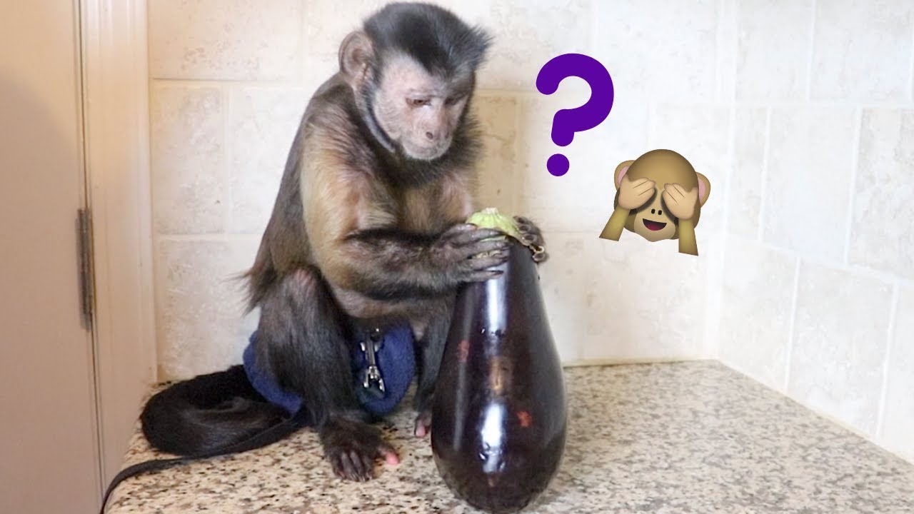 Capuchin Monkey EGGPLANT Reaction!
