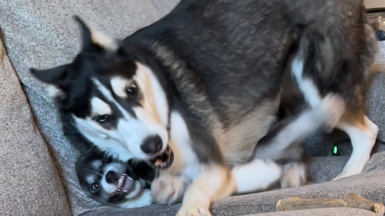 My Husky Squished the Puppy!😂