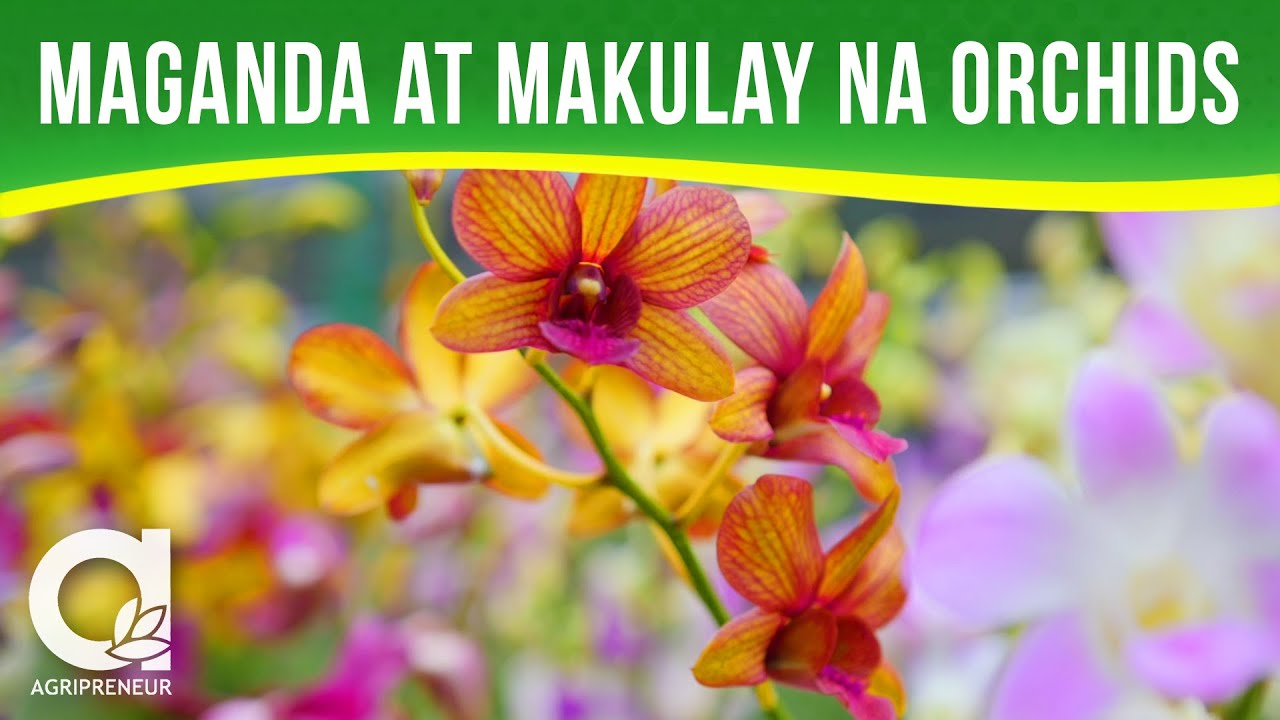 Matuto sa Pagaalaga ng Orchid kasama ang C&B Orchid Farm