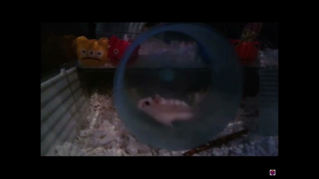 I drive a turbo hamster they see me rollin they be hating