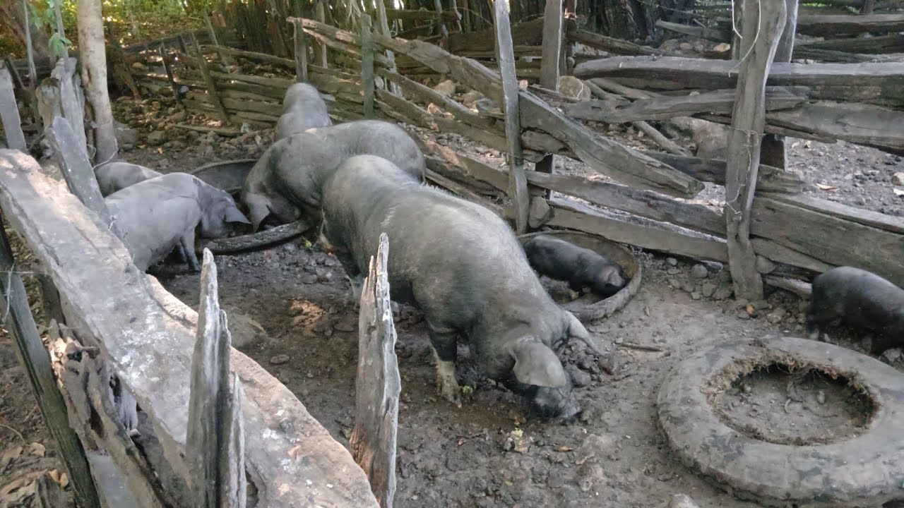  #Roça #Porcos chiqueiro  #pe de #buriti fruta de jamelao   