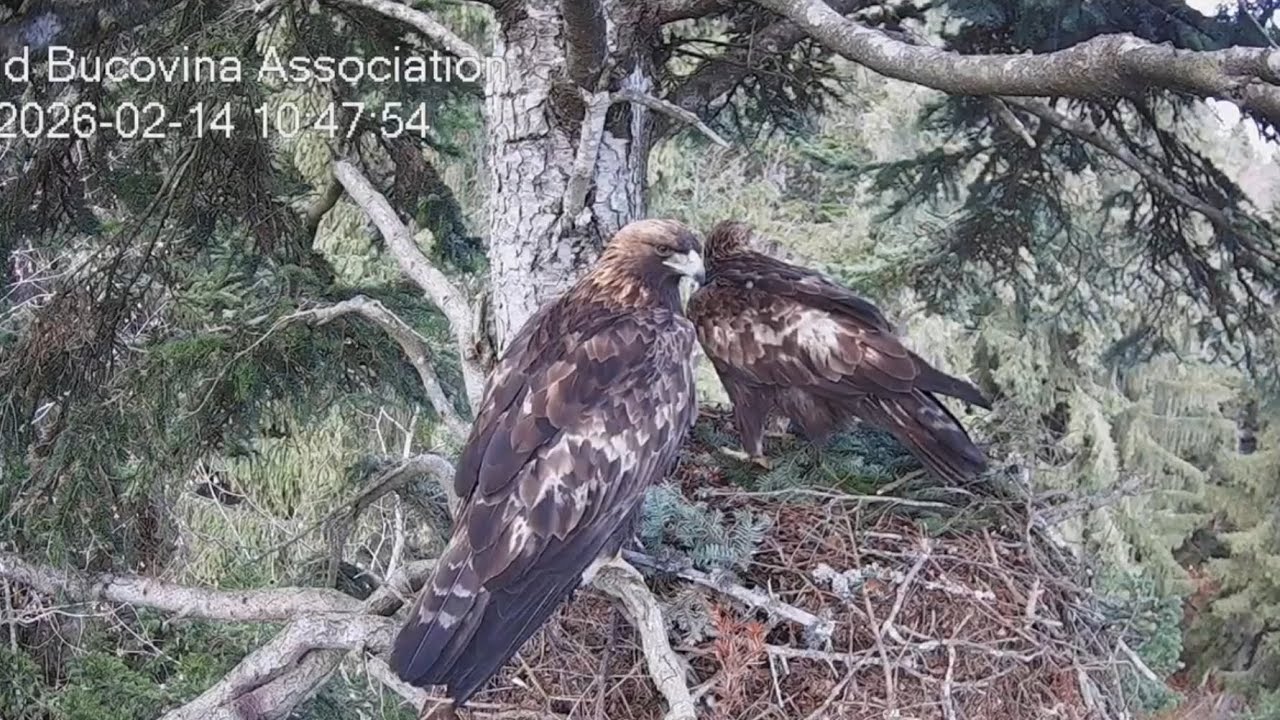 Гнездо беркута 🦅🦅 в Румынии / Активность перед Новолунием 🌘
