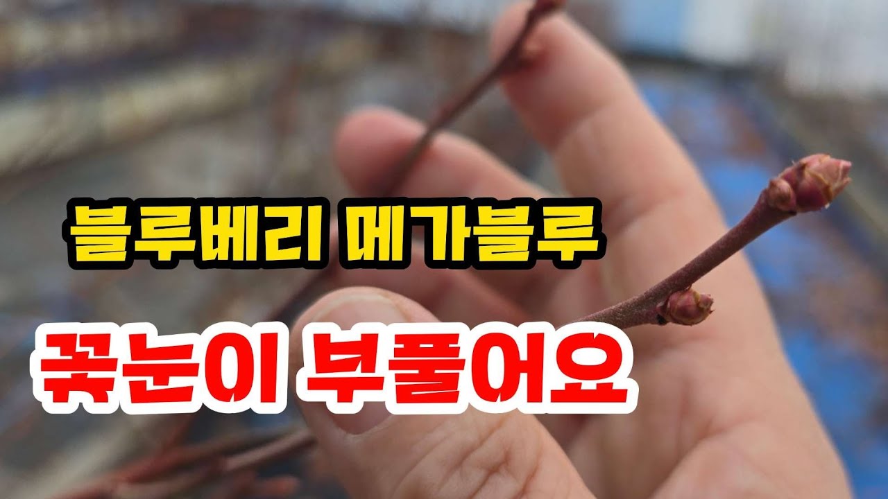 블루베리 전지작업중 라이브 스트리밍 중