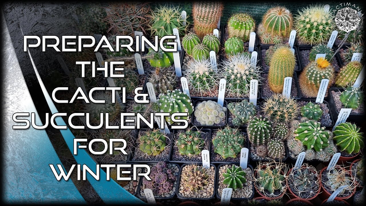 Overwintering the Cacti & Succulents | #Cactus & #Succulent Collection