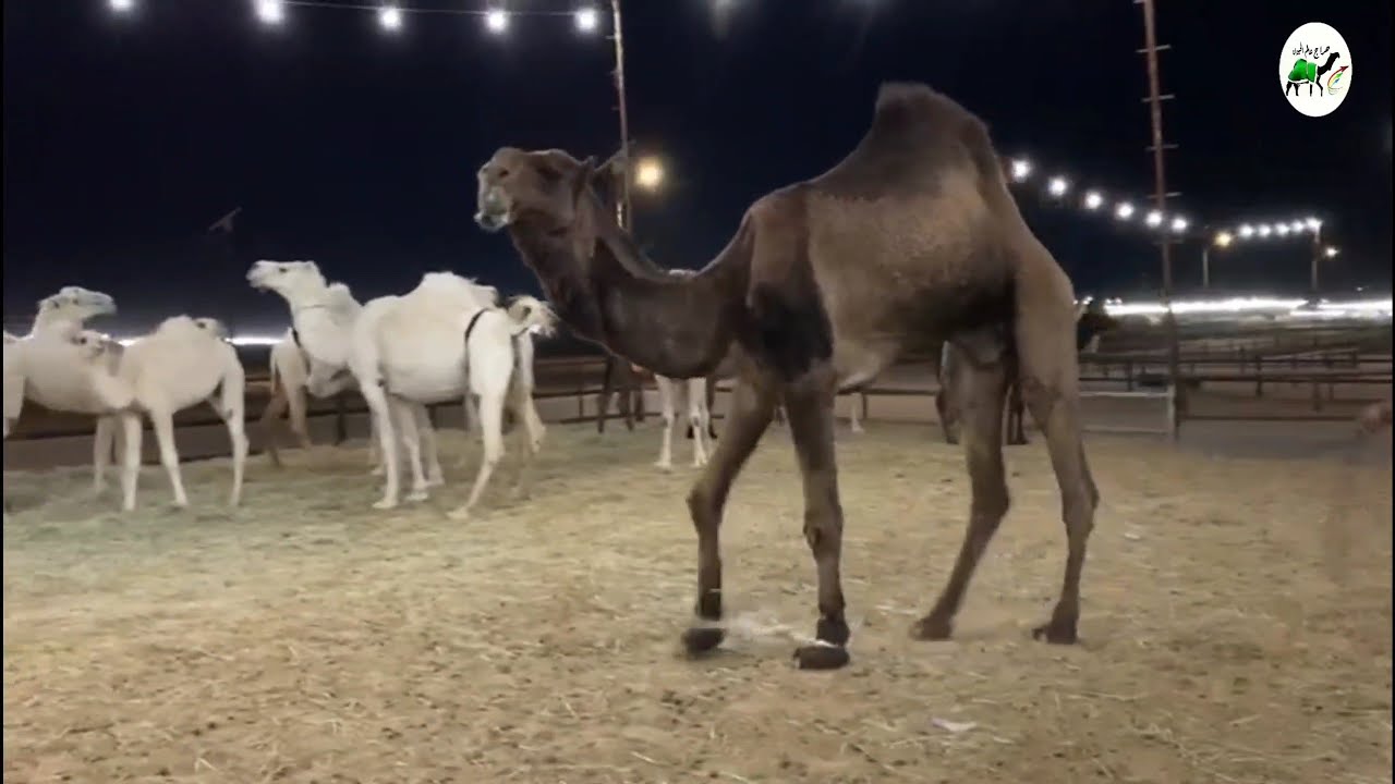 قعود على بعير دبيان سلطان الصفر للبيع رقم  ٠٥٠٧٧٥٠٥٦٣ Camel