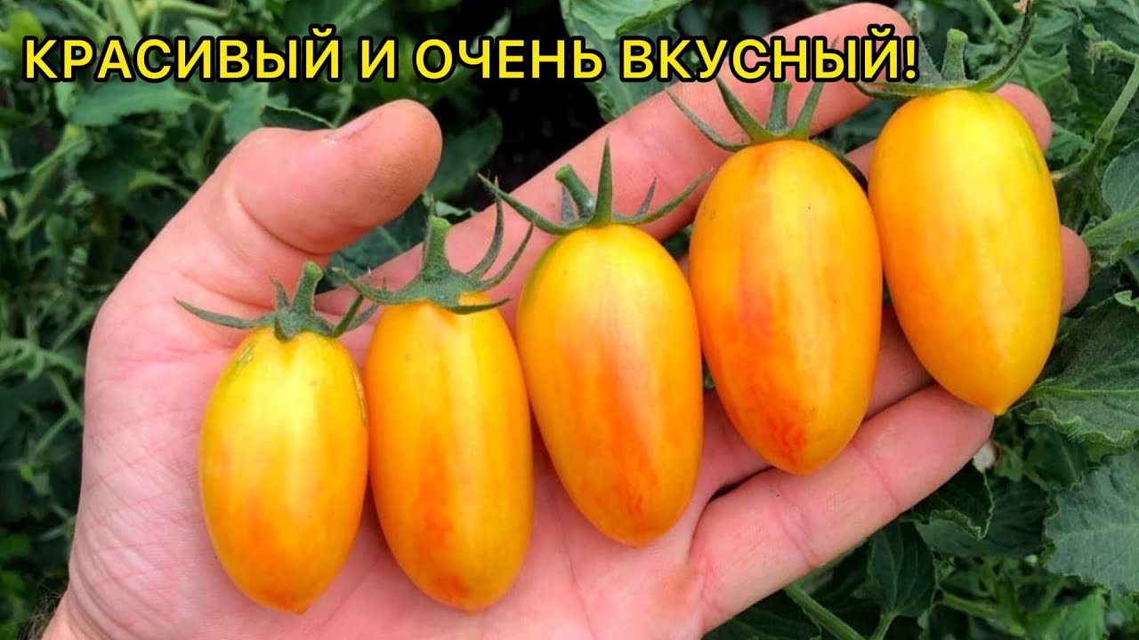 Золото амишей - обзор сорта томата.