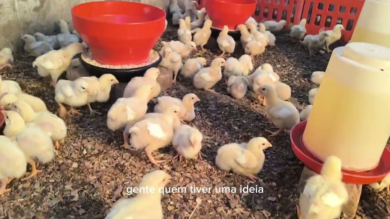 Dificuldades que os agricultores enfrentam e não mostram.