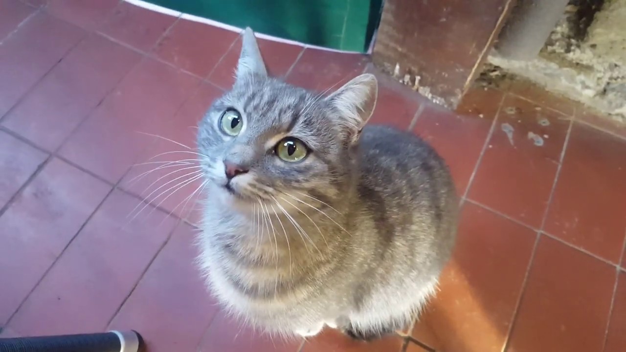⭐️FANT&Aacute;ZIA⭐️A besz&eacute;lő cirmos cic&aacute;k🐱🐱