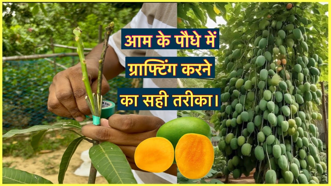 आम के पौधे में ग्राफ्टिंग करने का सही तरीका।#mangografting #grafting_technique #indian_nursery_tips