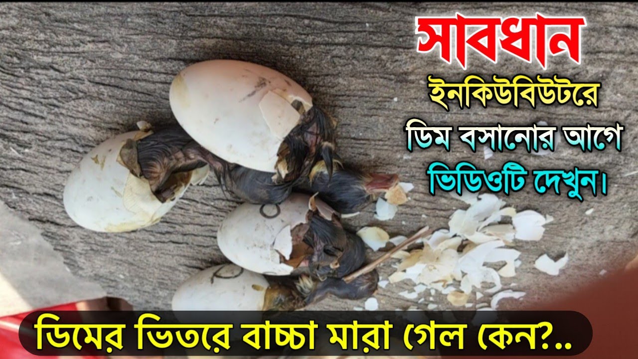 ইনকিউবেটরে ডিম নষ্ট হওয়ার আসল কারণ!| Egg Not Hatching Problem | Incubator Humidity | আধুনিক কৃষি