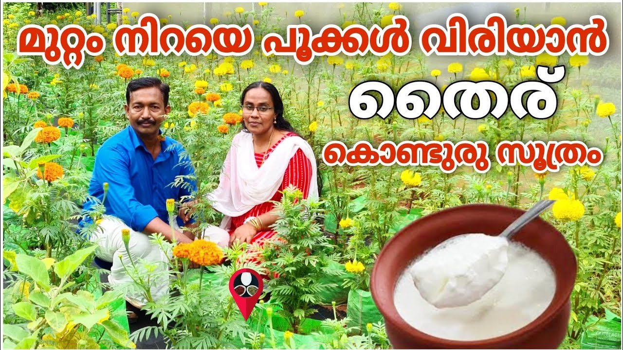 ചെടികൾ നിർത്താതെ പൂവിടാൻ മാജിക് വളം | chedikal nannayi poovidan | Flower gardening | Rose plant Prs