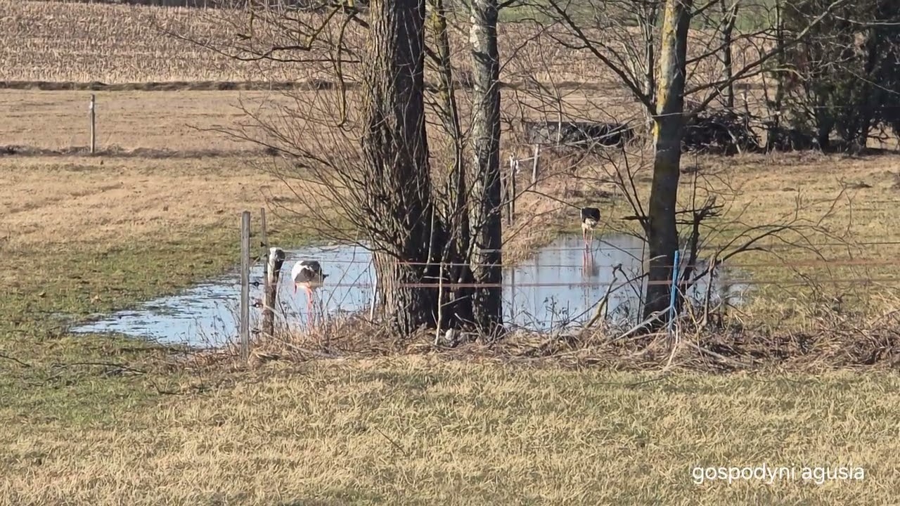 Żwirek i Placuszek brodzące w kałuży na łące.