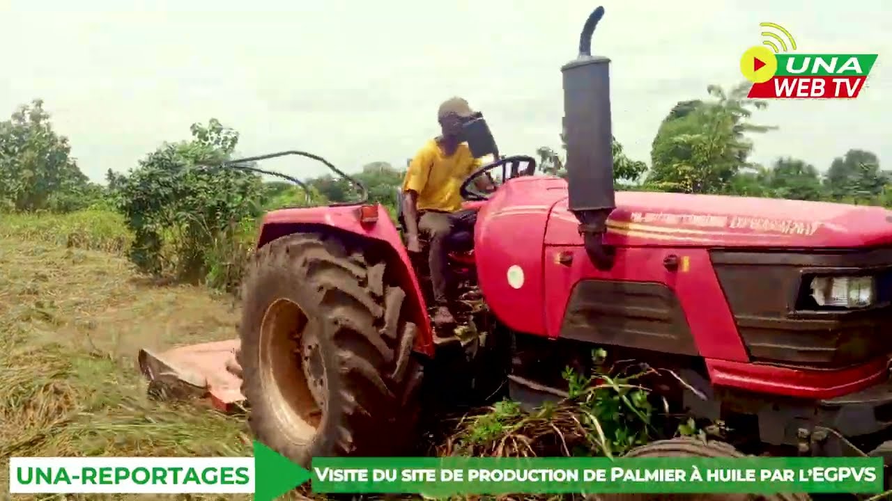 SITE DE PRODUCTION DU PALMIER A HUILE DE L'EGPVS