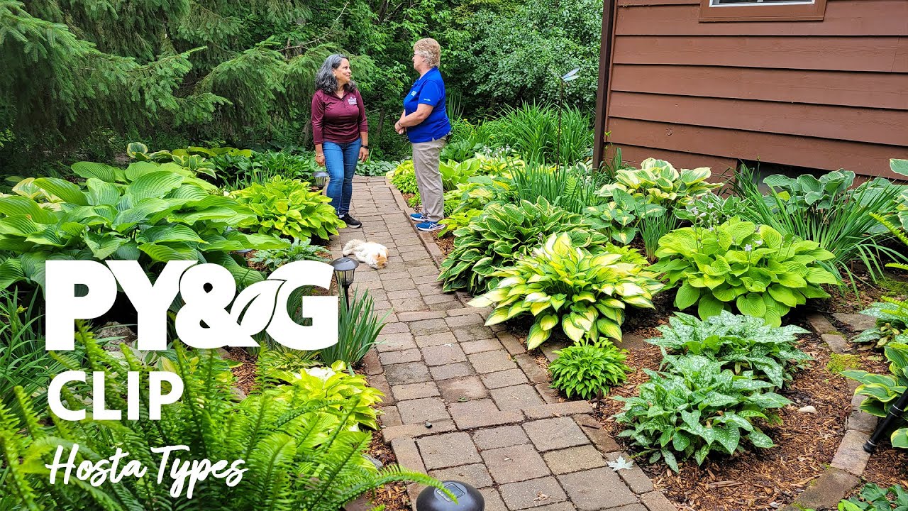 Hosta Types | Selecting and Growing Hostas | Prairie Yard & Garden 3703