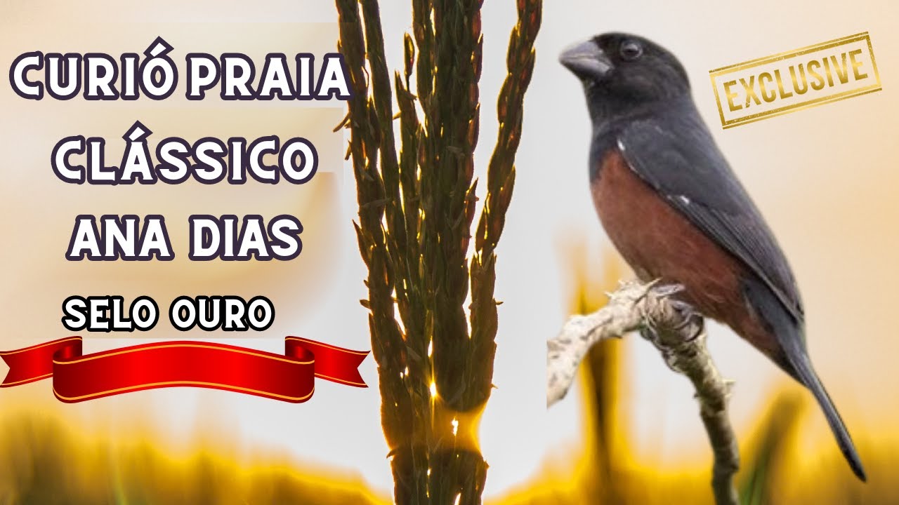 Praia grande clássico!