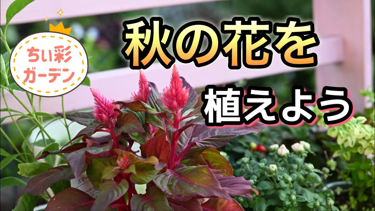 秋の購入苗！ワクワクで植えつけ⁉︎