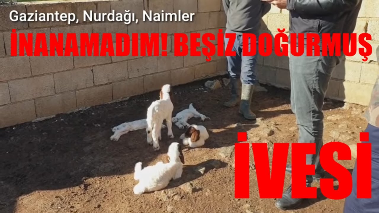 İNANAMADIM BEŞİZ DOĞURMUŞ | İVESİ KOYUNU | GAZİANTEP