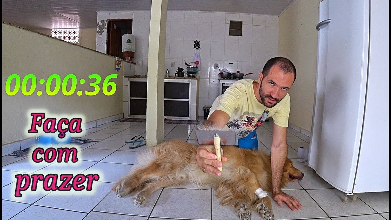 Quanto tempo gasto para escovar meu Golden Retriever....Brushing time