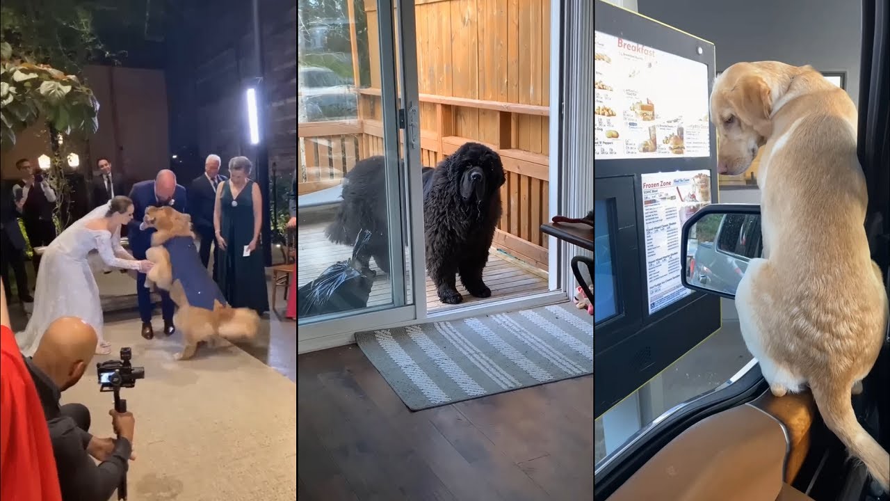 The dog that made me want a 2nd dog