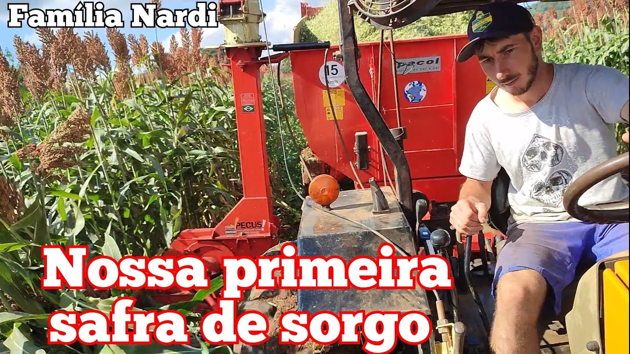 Chegou o dia de fazer um serviço bastante esperado. Fazendo silagem de sorgo Cortando Sorgo. Silagem