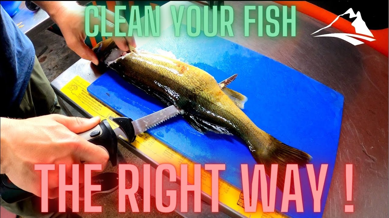 The Best Way to Fillet a Walleye - Electric Fillet Knife