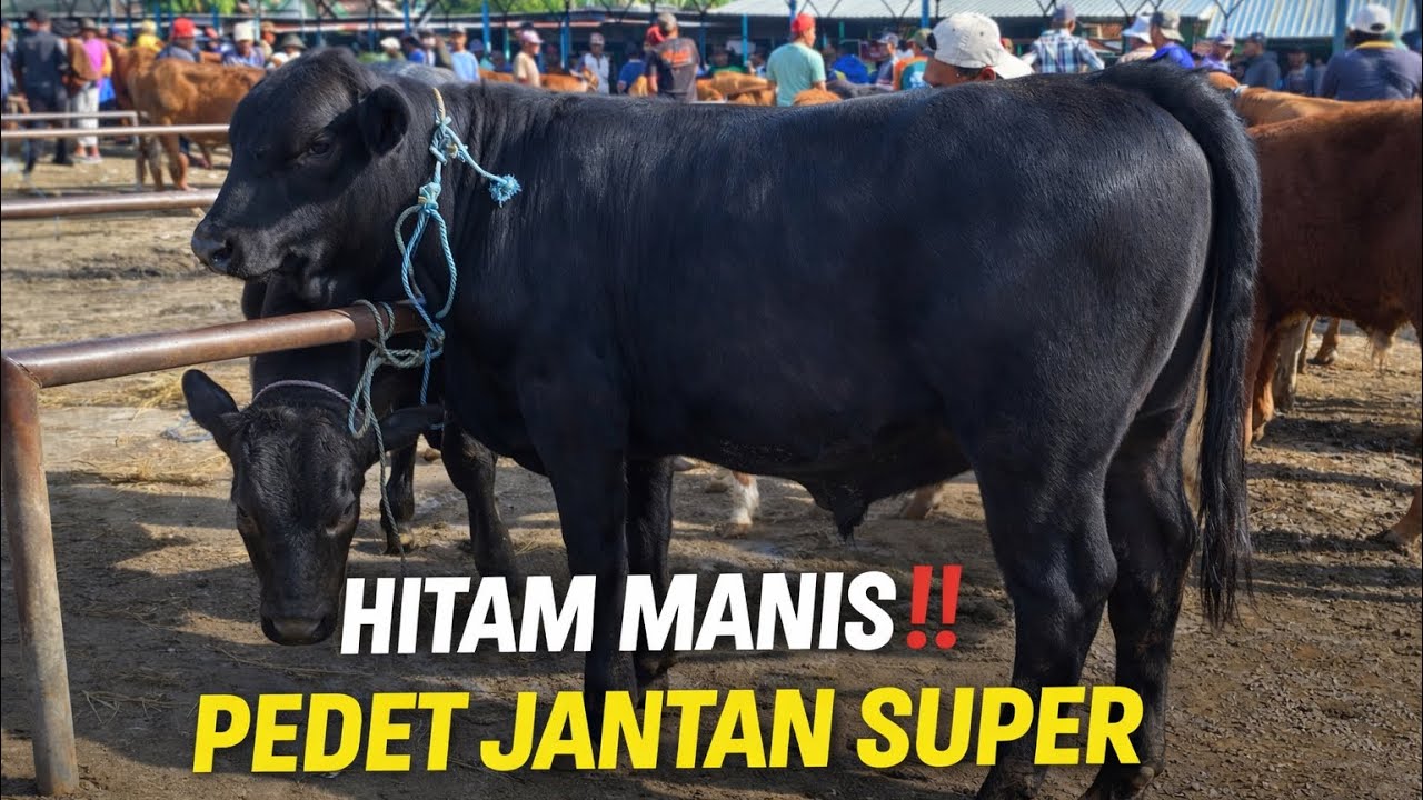 JARANG ADA‼️PEDET BRANGUS JANTAN SUPER | PASAR PON NGANJUK