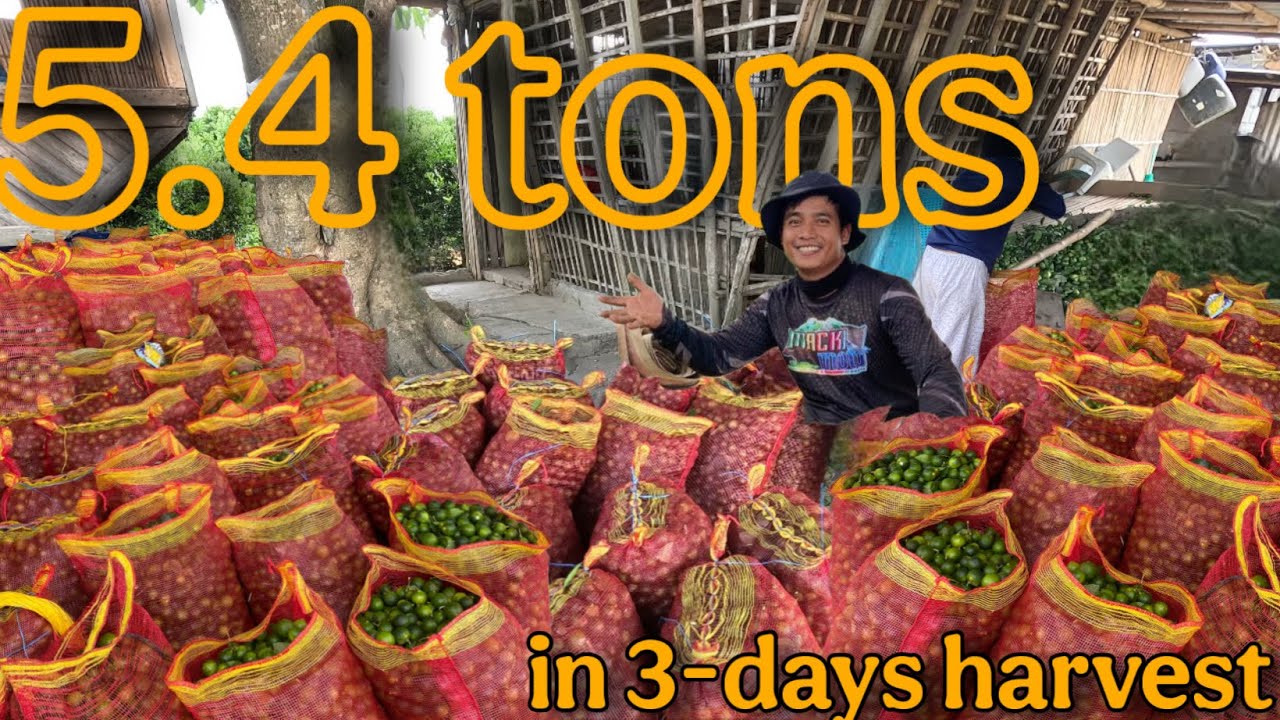 PALDO SA KALAMANSI HARVEST