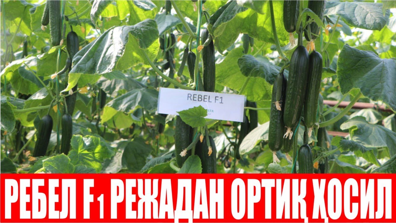 Қувасойлик деҳқоннинг Ребел F1 га берган холис фикри (Cucumber Rebel F1-Sakata)